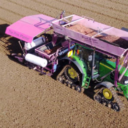 Tulpen planten Nieuw-Zeeland 2016