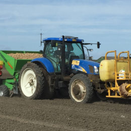 Aardappels poten, setje no. 2 2018