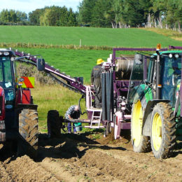 Tulpen rooien Invercargill Nieuw-Zeeland 2014