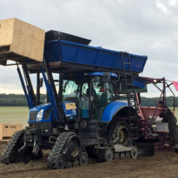Tulpen planten Wieringermeer 2017