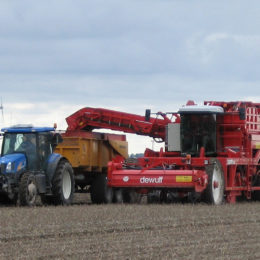 Aardappels rooien met 4-rijige semi-bunkerrooier