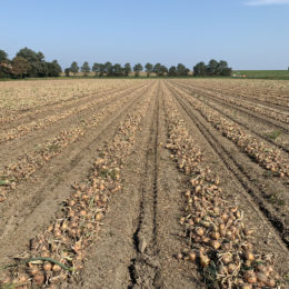 Eindresultaat 1,50 m