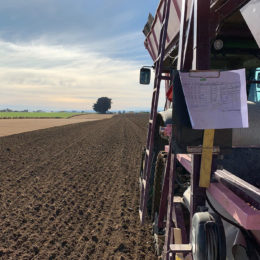 Tulpen planten Invercargill mei 2019