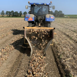 Uien rooien 1,50 m, 2019