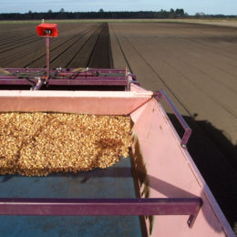 Lelieplantgoed, Frankrijk