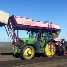 Lelies planten in Frankrijk, 1,80 breed met verticale egelband voor mooie verdeling.