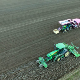 Tulpen frezen en tulpen planten 1,80 2018